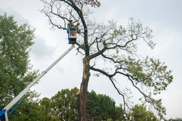 How Our Tree Care Process Works  in  Sayre, OK